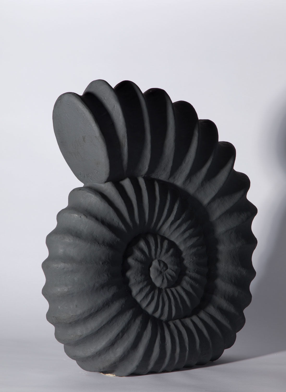 Illona Morrice, Ammonite, 2023