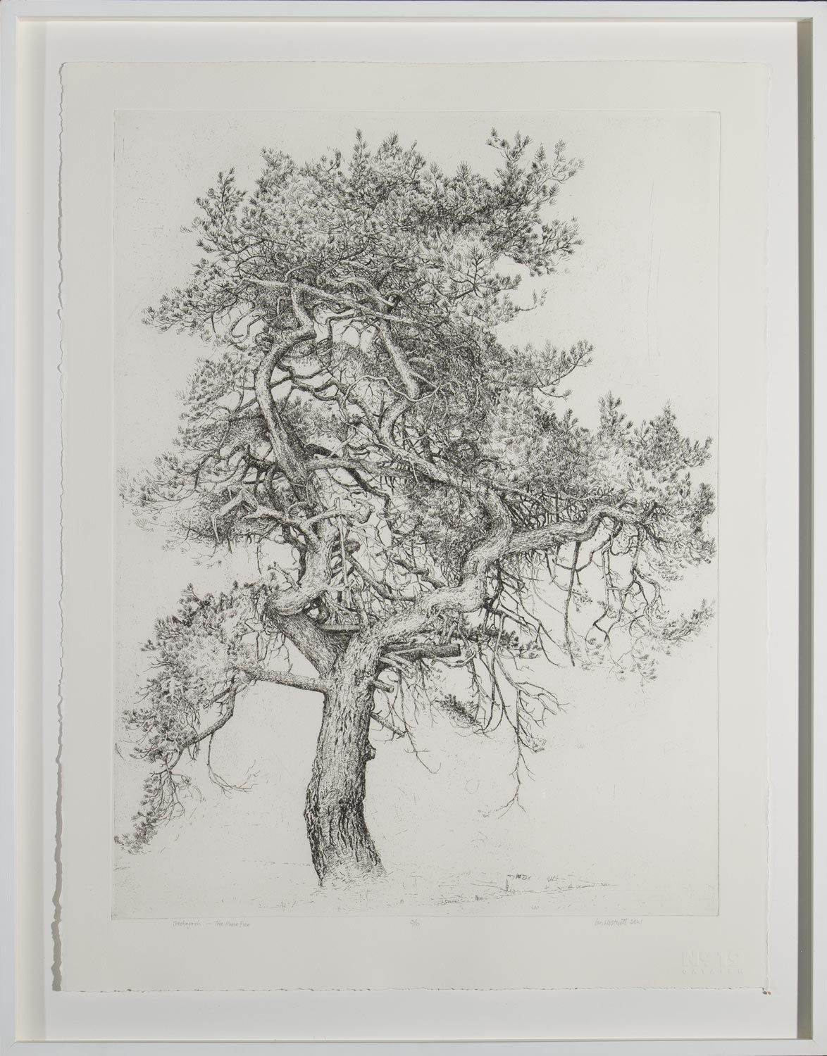 Ian Westacott, Gashagaich Tree House Pine, 2021