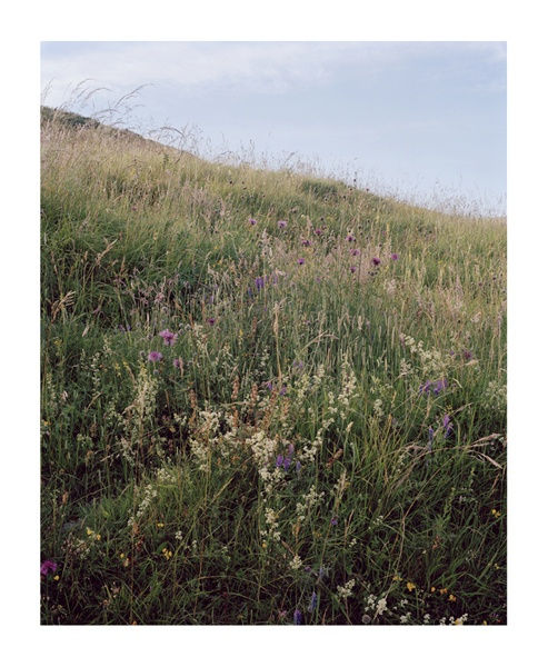 Alison Stolwood, Castle Hill, Wildflowers, 2014