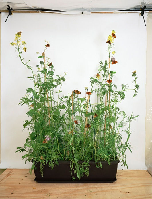 Alison Stolwood, Dark Green Fritillary on Wildlife Attracting Mix, 2011