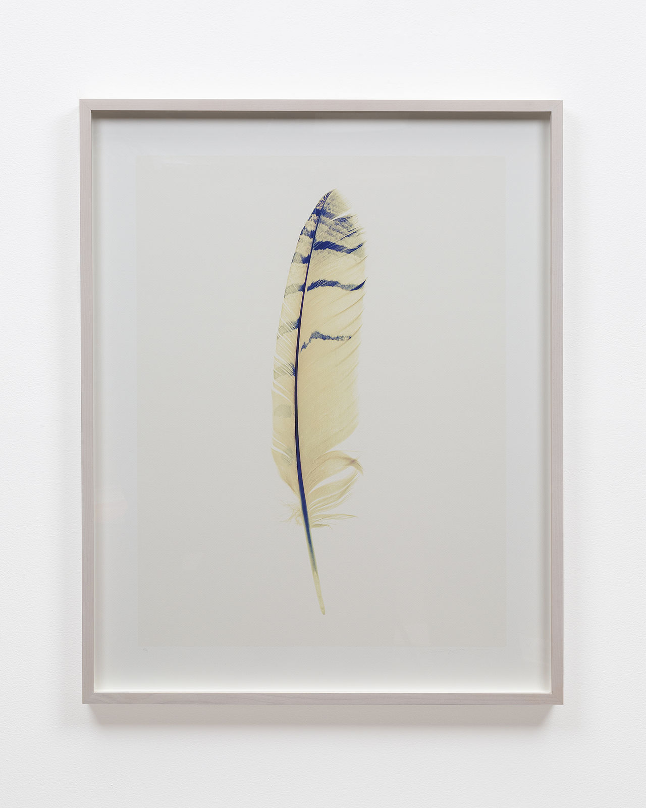 Lyle Owerko, Feather 01
