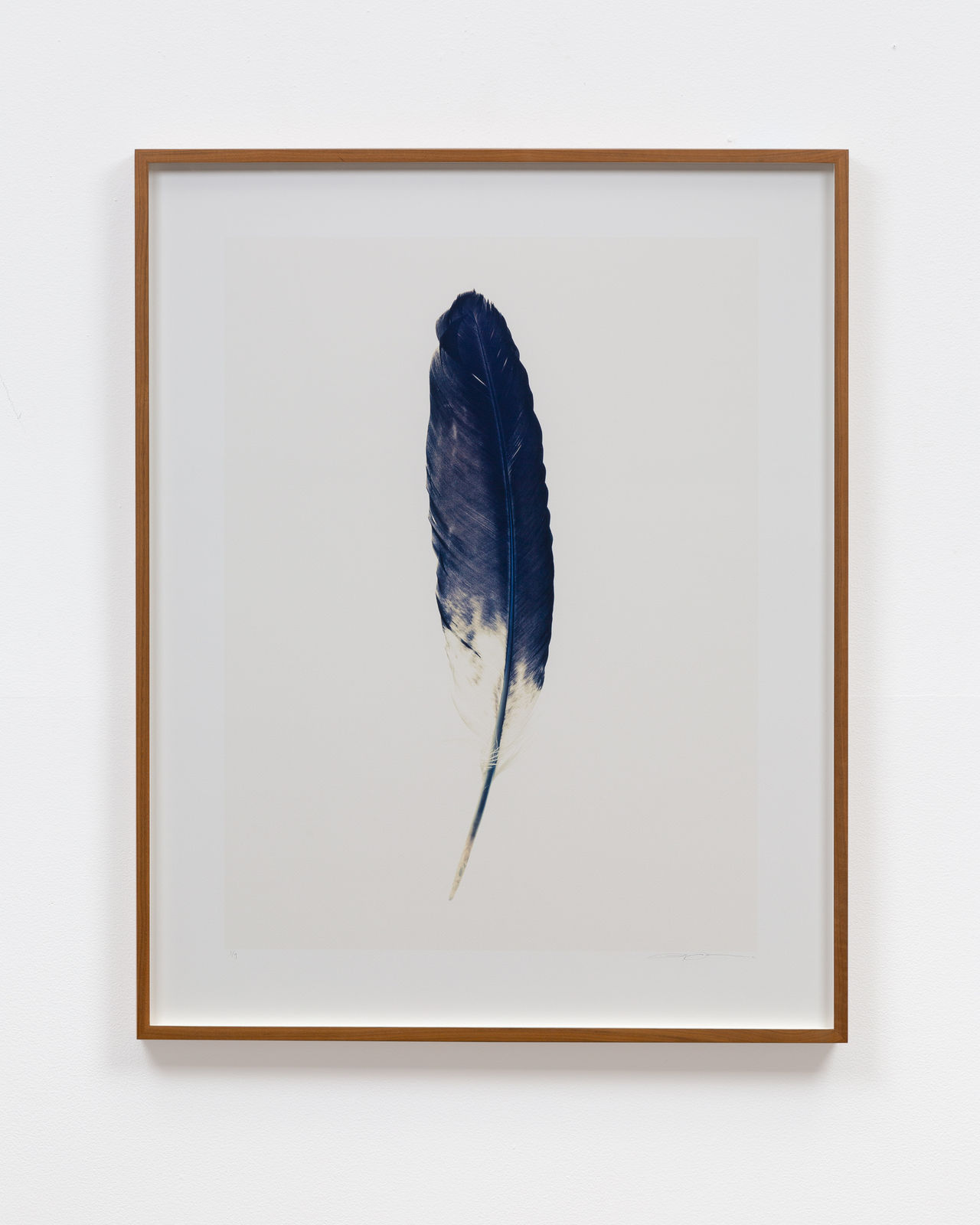 Lyle Owerko, Feather 04