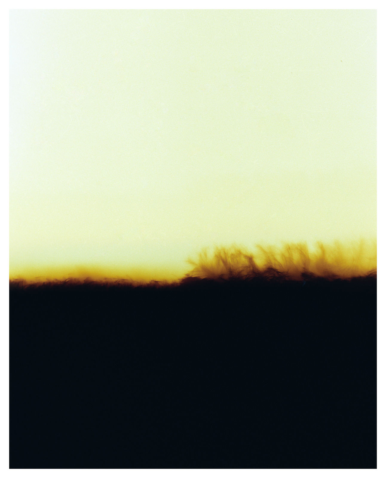 Vasylyna Vrublevska, Sunflower #2699, 2024