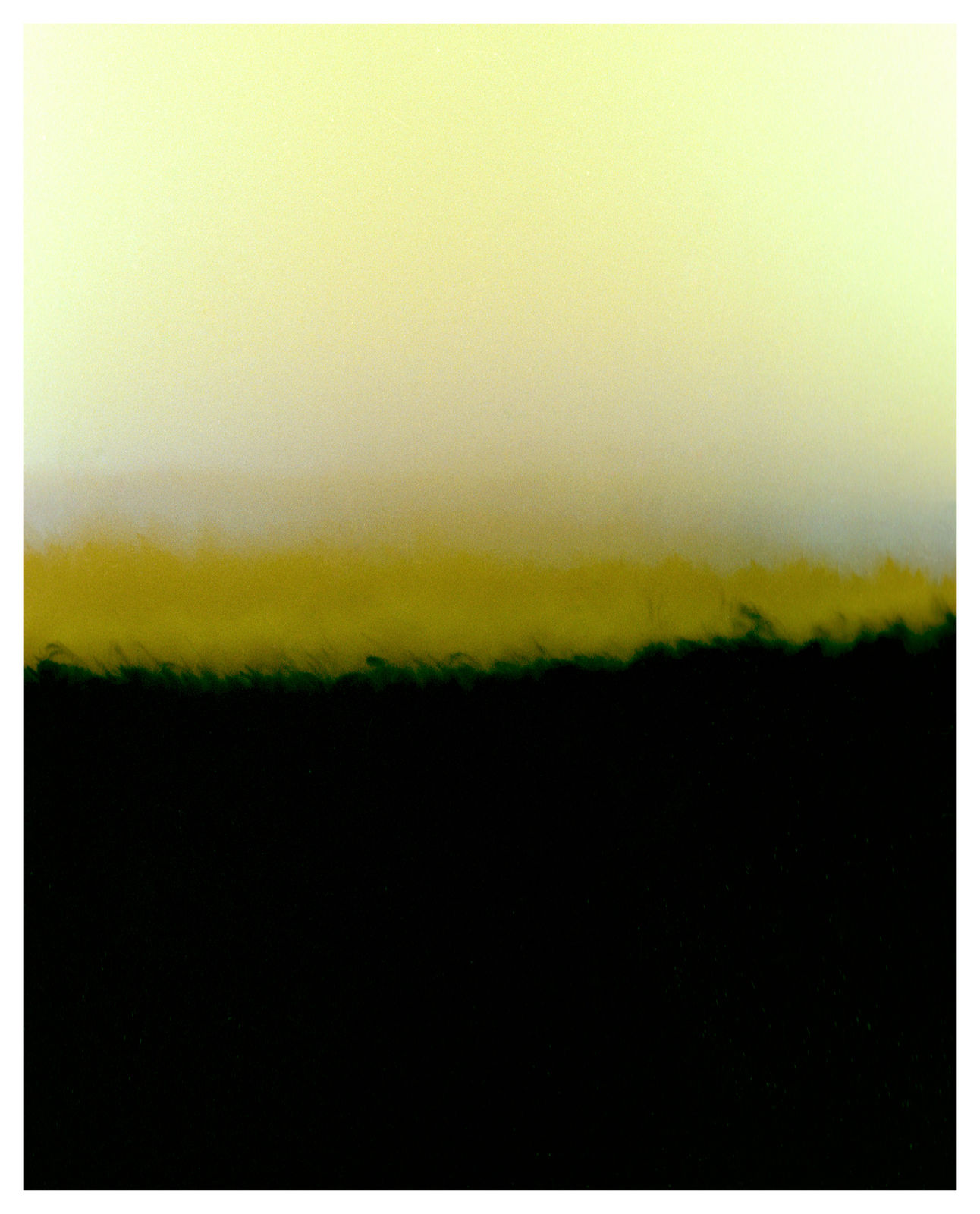 Vasylyna Vrublevska, Sunflower #1679, 2024