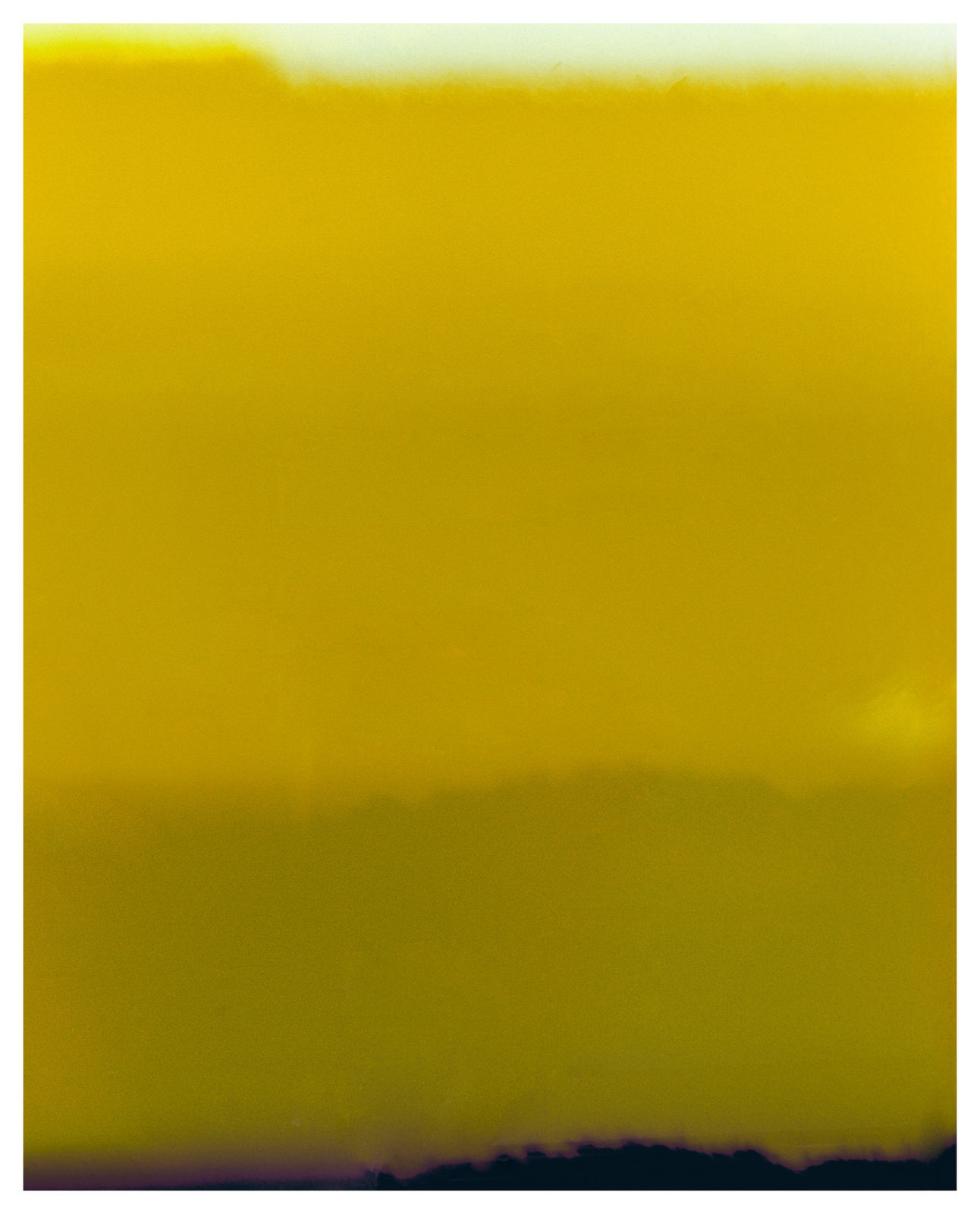 Vasylyna Vrublevska, Sunflower #1819, 2024