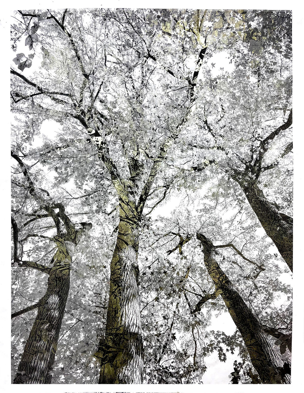 Bill Claps, Four Brothers of the North Woods II, 2024