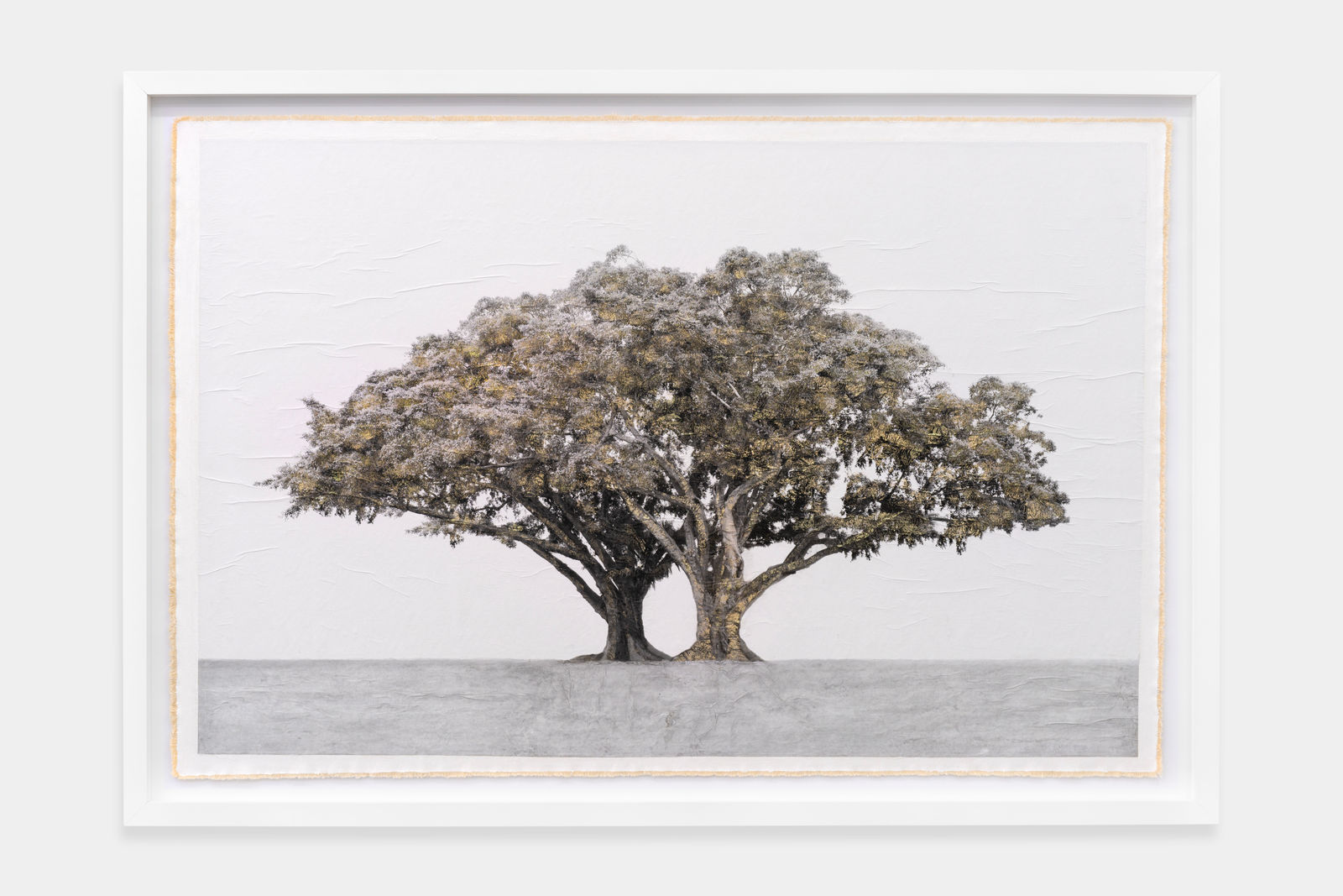 Bill Claps, Flagler Museum Trees, 2024