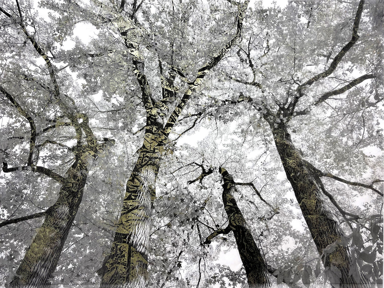 Bill Claps, Four Brothers of the North Woods I, 2024