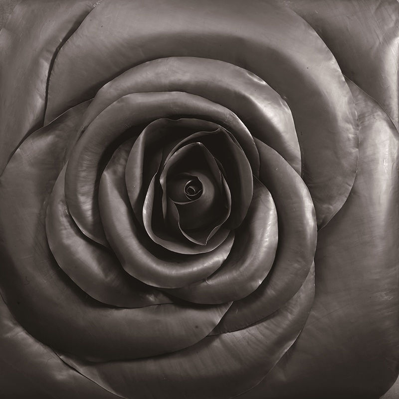 Cai Zhisong 蔡志松, Rose, 2014