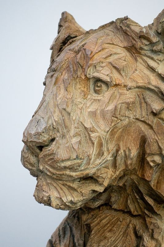 Jürgen Lingl, Hope (young lion)