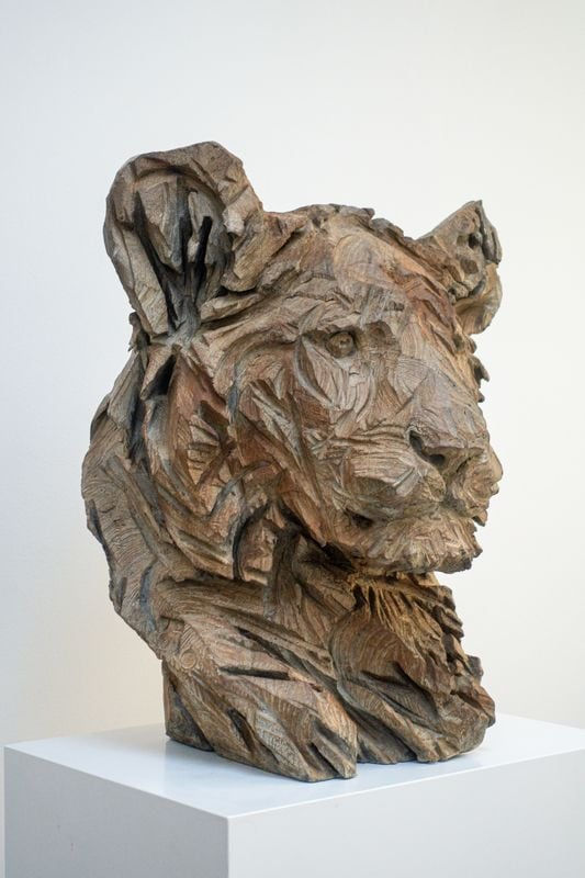 Jürgen Lingl, Hope (young lion)