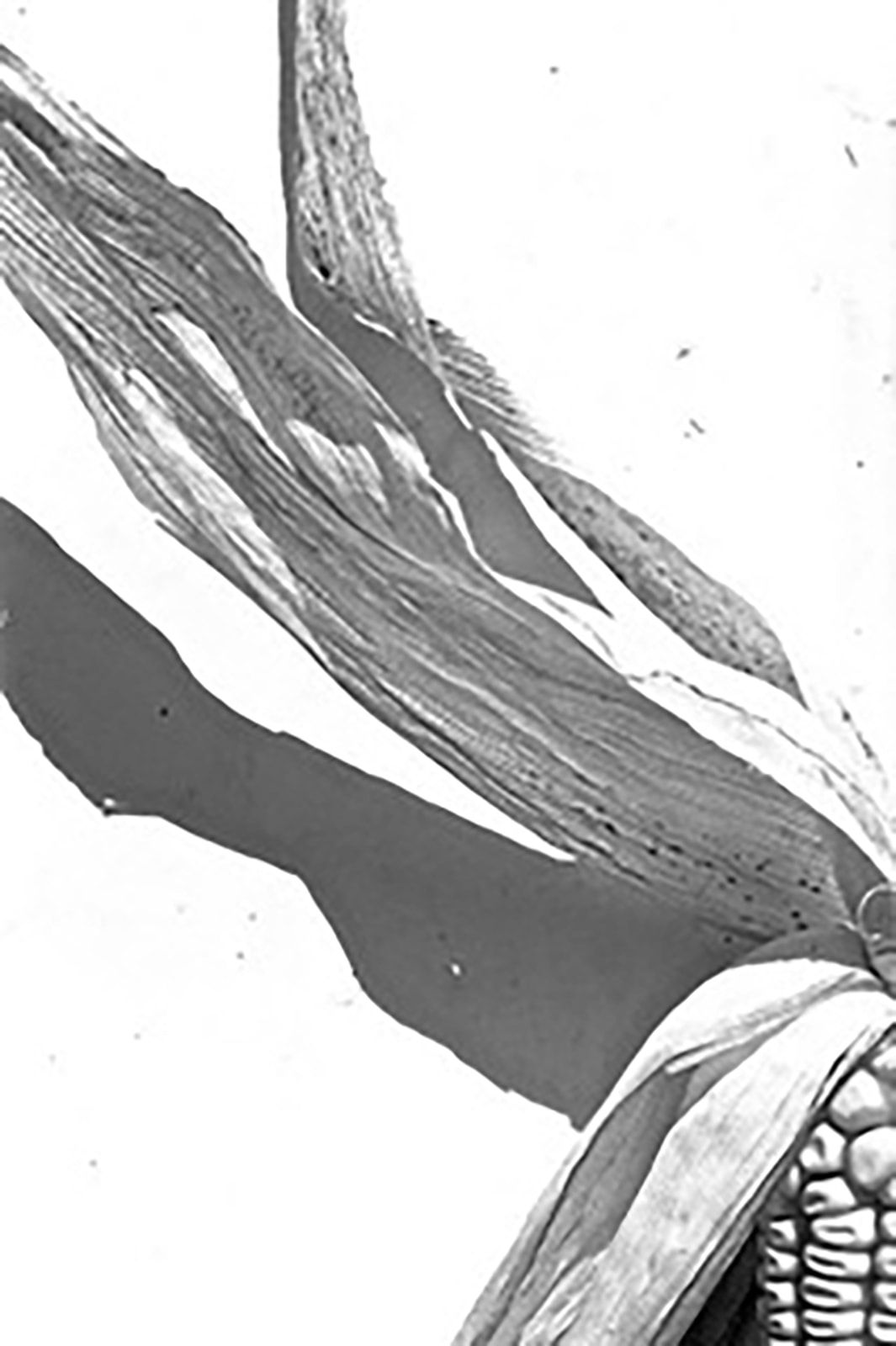 Christophe von Hohenberg, "Corn" set of three Gelatin silver prints by Christophe von Hohenberg, 2012