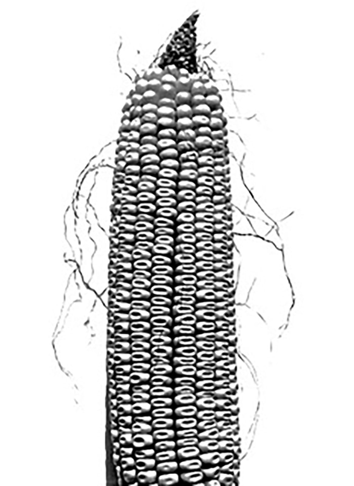 Christophe von Hohenberg, "Corn" set of three Gelatin silver prints by Christophe von Hohenberg, 2012