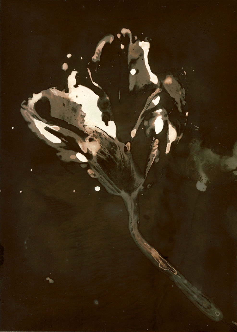 Thierry Balanger, Fleurs cassées #8, 2002