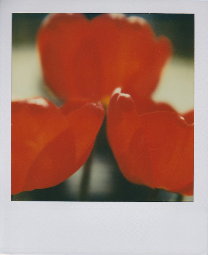 Marion Dubier-Clark Poppy Polaroid 7,7 x 7,9 cm 2.76 x 2.76 in Dim. papier: 10,7 x 8,8 cm