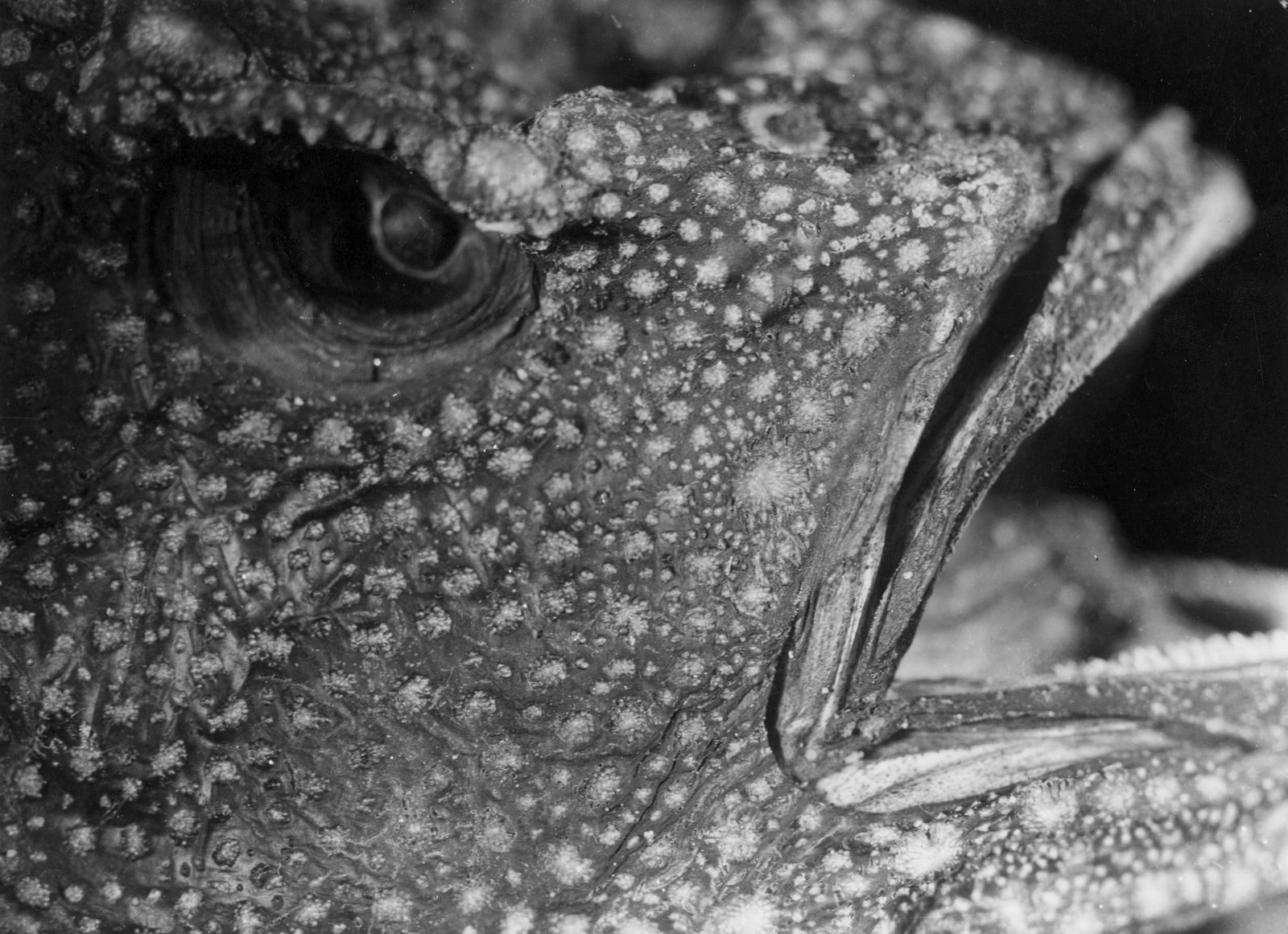 Jean Painlevé, Œil et gueule de poisson, 1927-1929