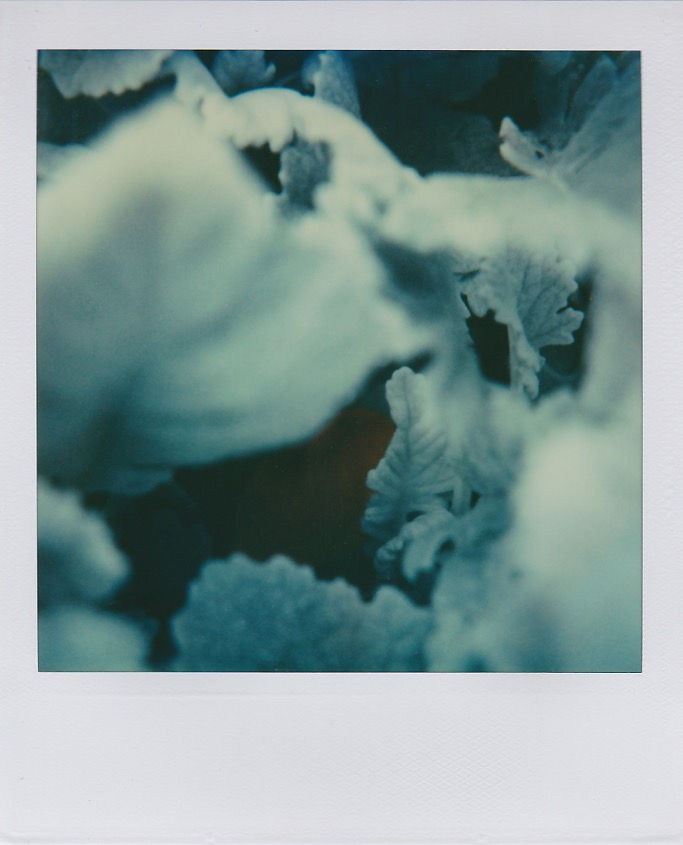 Marion Dubier-Clark Winter Polaroid 7,7 x 7,9 cm 2.76 x 2.76 in Dim. papier: 10,7 x 8,8 cm