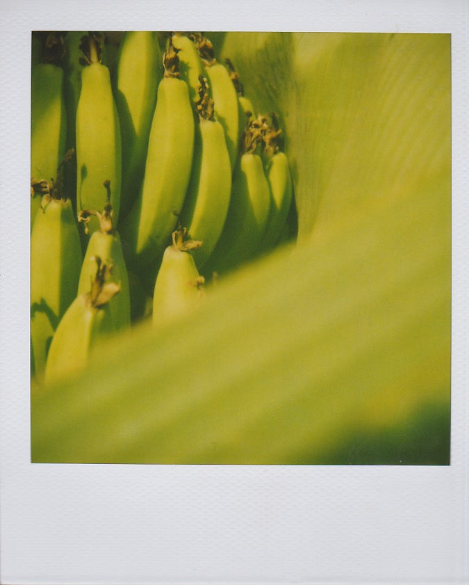Marion Dubier-Clark Bananas Polaroid 7,7 x 7,9 cm 2.76 x 2.76 in Dim. papier: 10,7 x 8,8 cm