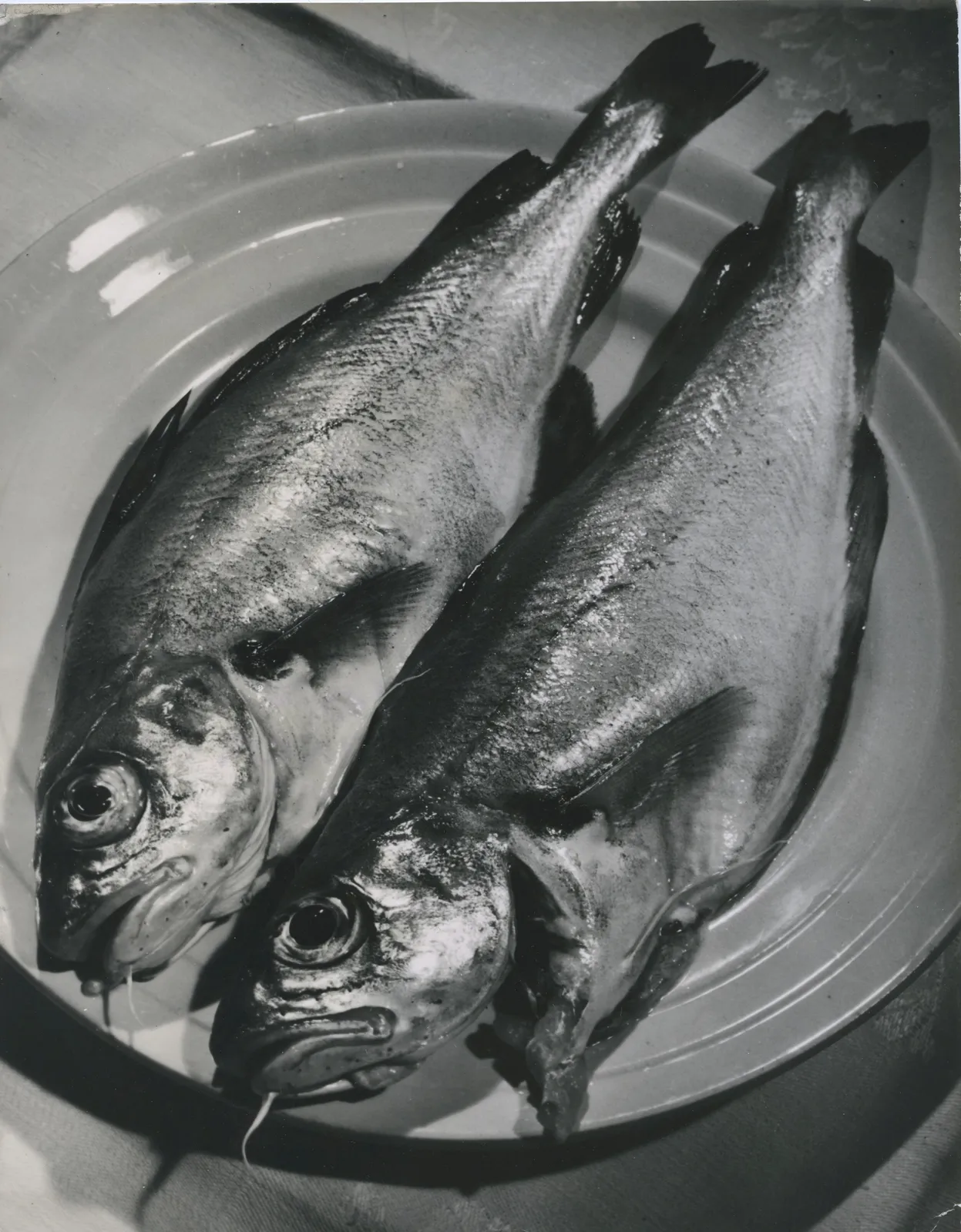 André Steiner, Poissons, tacauds, c. 1935