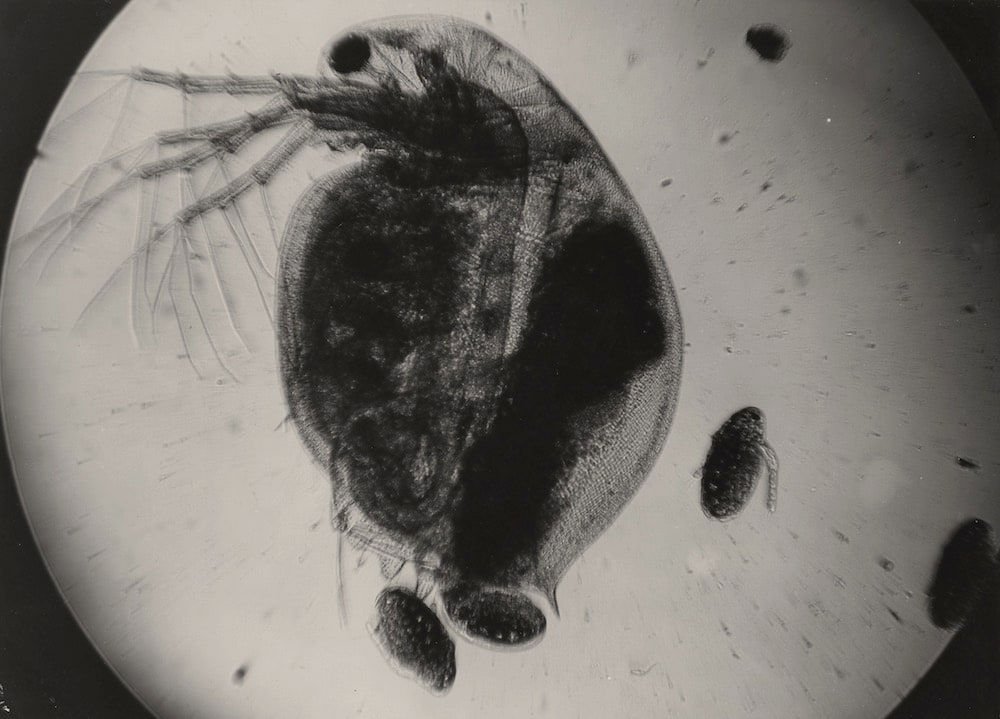 Jean Painlevé, La Daphnie donnant naissance à ses petits uniquement femelles, 1928