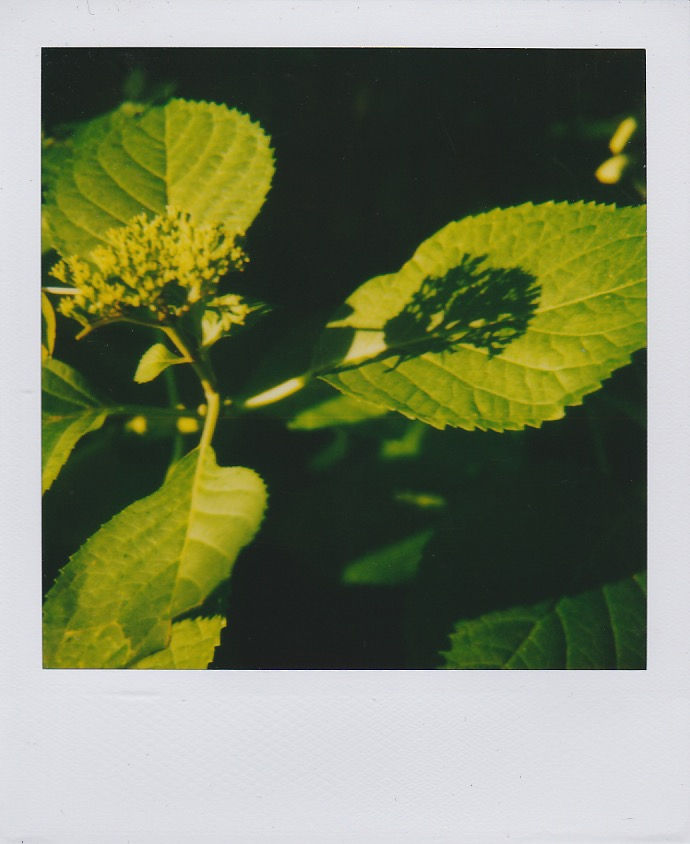 Marion Dubier-Clark Shadow Polaroid 7,7 x 7,9 cm 2.76 x 2.76 in Dim. papier: 10,7 x 8,8 cm