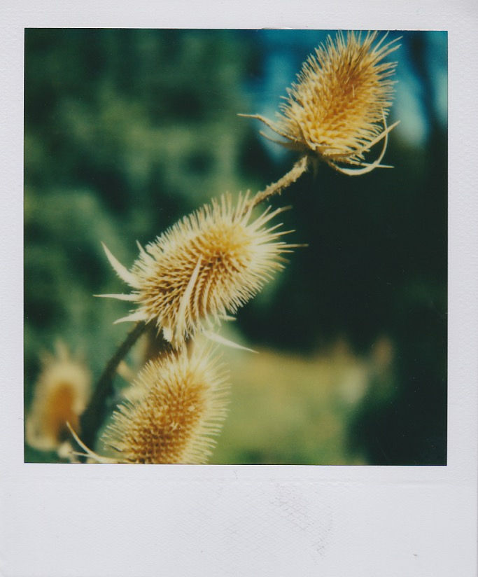 Marion Dubier-Clark Chardons Polaroid 7,7 x 7,9 cm 2.76 x 2.76 in Dim. papier: 10,7 x 8,8 cm