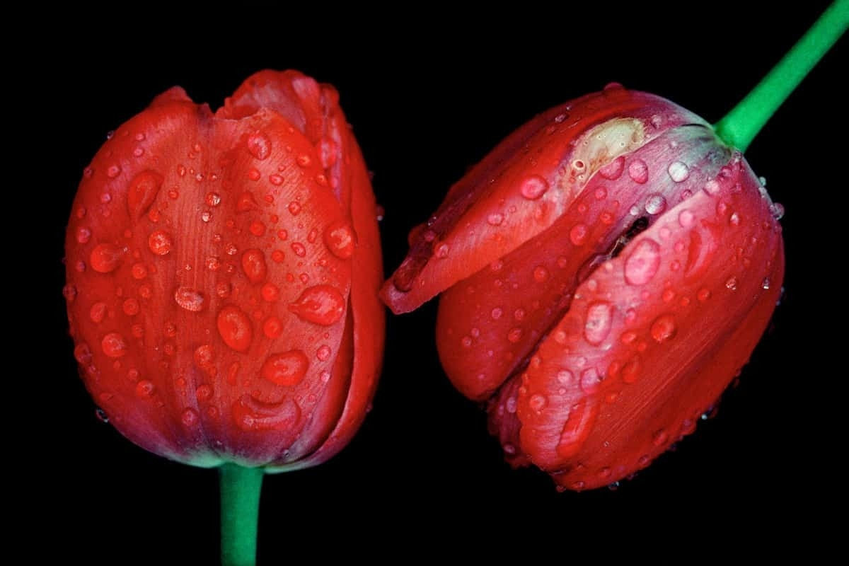 Ernst Haas Red Tulips, Japan Tirage chromogène posthume Dim. papier: 40,5 x 50,7 cm