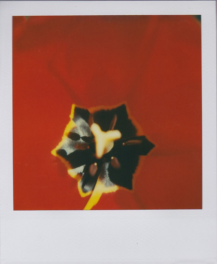 Marion Dubier-Clark Poppy Polaroid 7,7 x 7,9 cm 2.76 x 2.76 in Dim. papier: 10,7 x 8,8 cm
