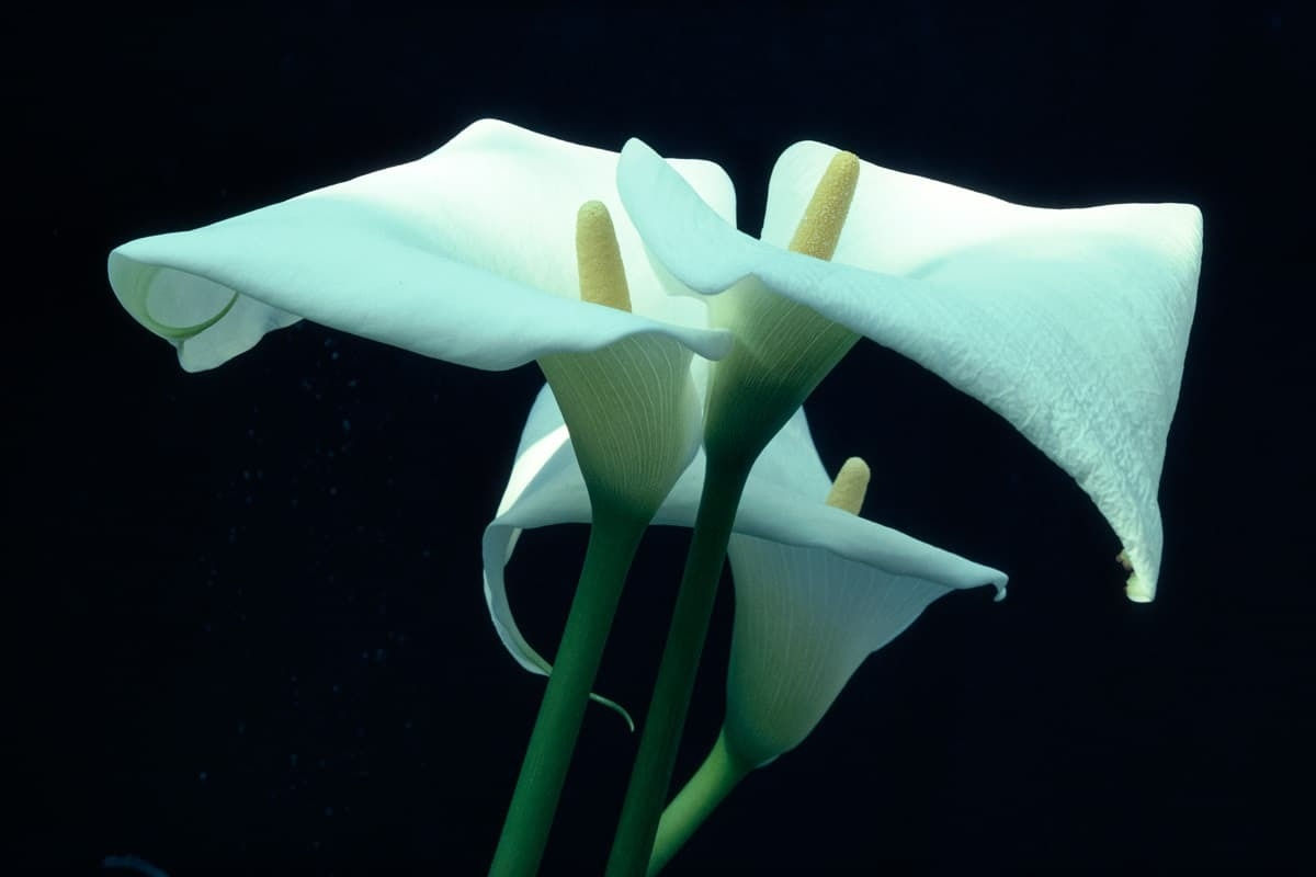 Ernst Haas Calla Lily, Munich Tirage chromogène posthume Dim. papier: 40,5 x 50,7 cm