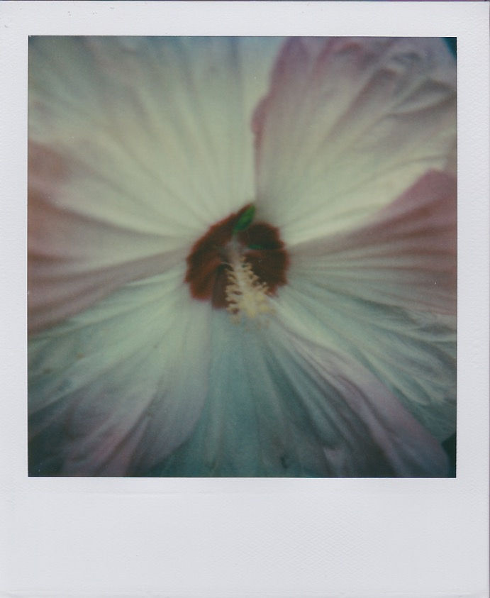 Marion Dubier-Clark Heart Polaroid 7,7 x 7,9 cm 2.76 x 2.76 in Dim. papier: 10,7 x 8,8 cm