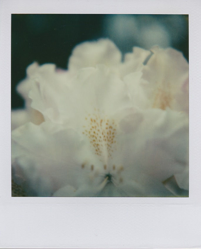 Marion Dubier-Clark Subtil white Polaroid 7,7 x 7,9 cm 2.76 x 2.76 in Dim. papier: 10,7 x 8,8 cm