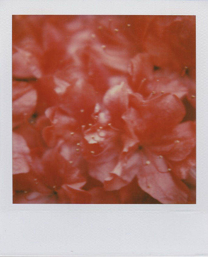 Marion Dubier-Clark Pink Polaroid 7,7 x 7,9 cm 2.76 x 2.76 in Dim. papier: 10,7 x 8,8 cm