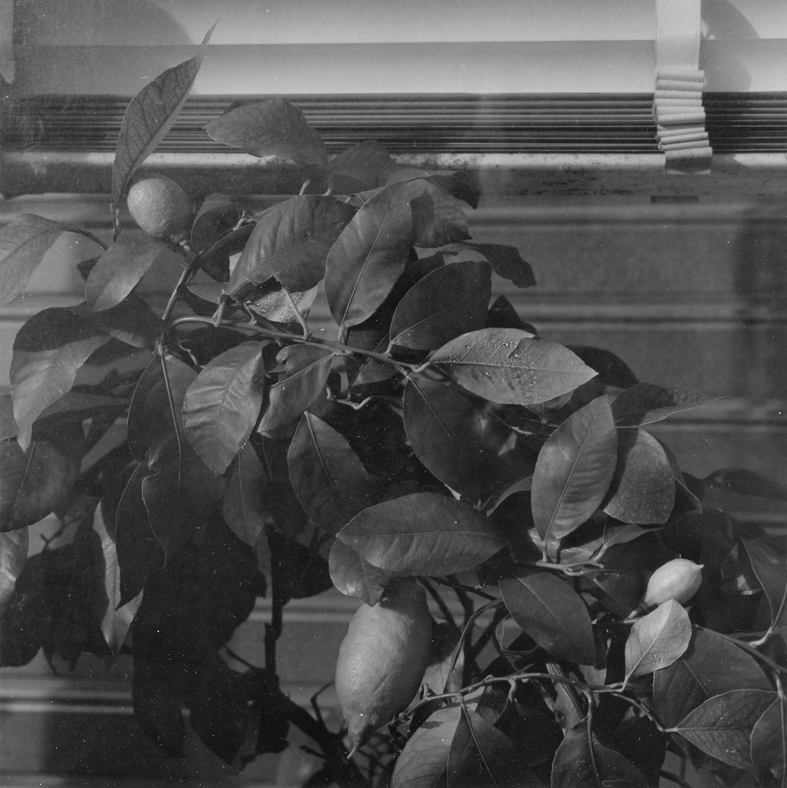 Thomas Boivin, Devanture, Les Lilas, 2020