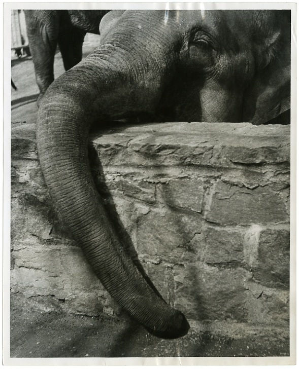 Sid Kaplan New York, NY Tirage gélatino-argentique d'époque, réalisé par l'artiste Dim. papier: 25,4 x 20,3 cm