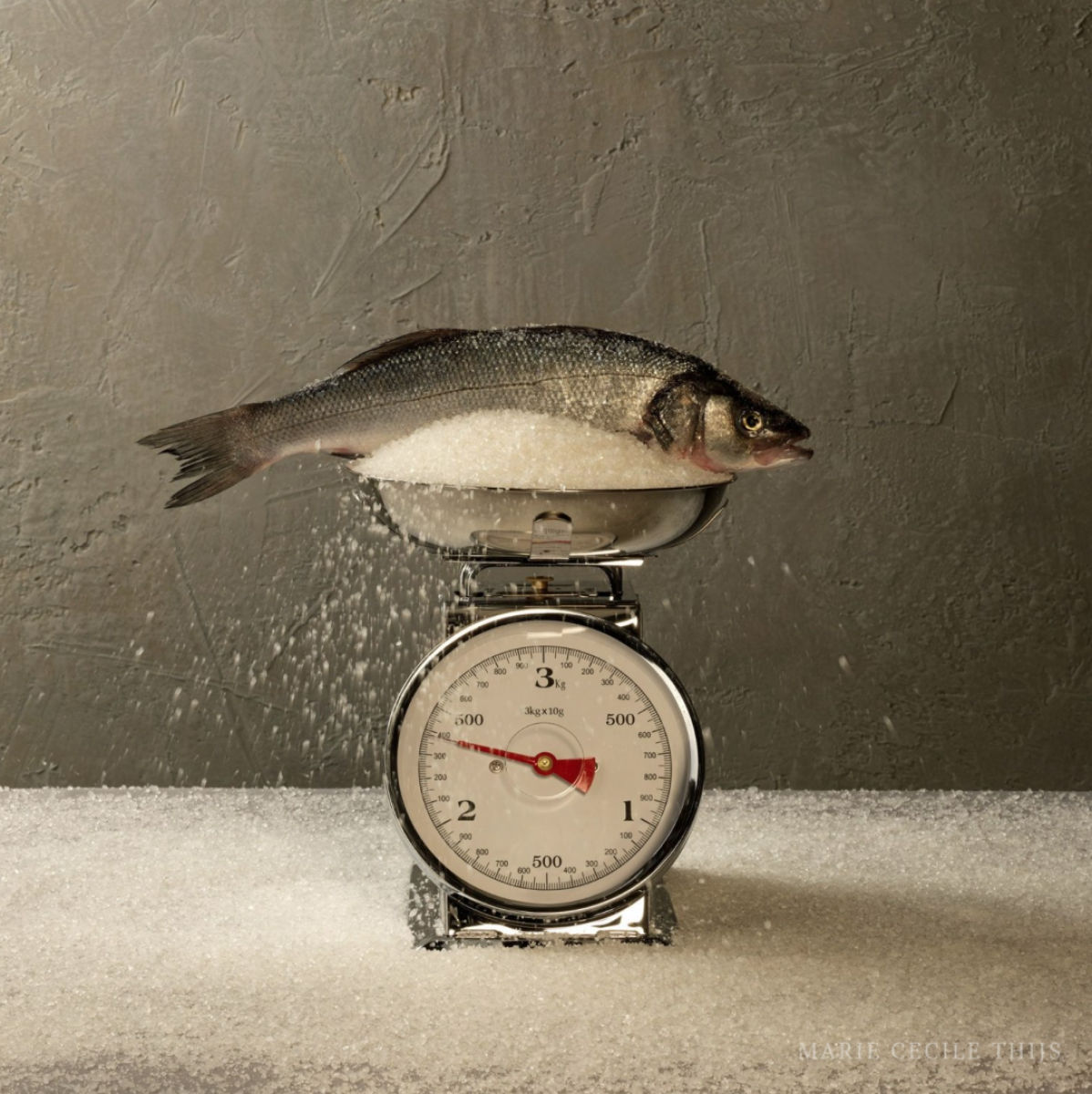 Marie Cecile Thijs, Fresh Fish