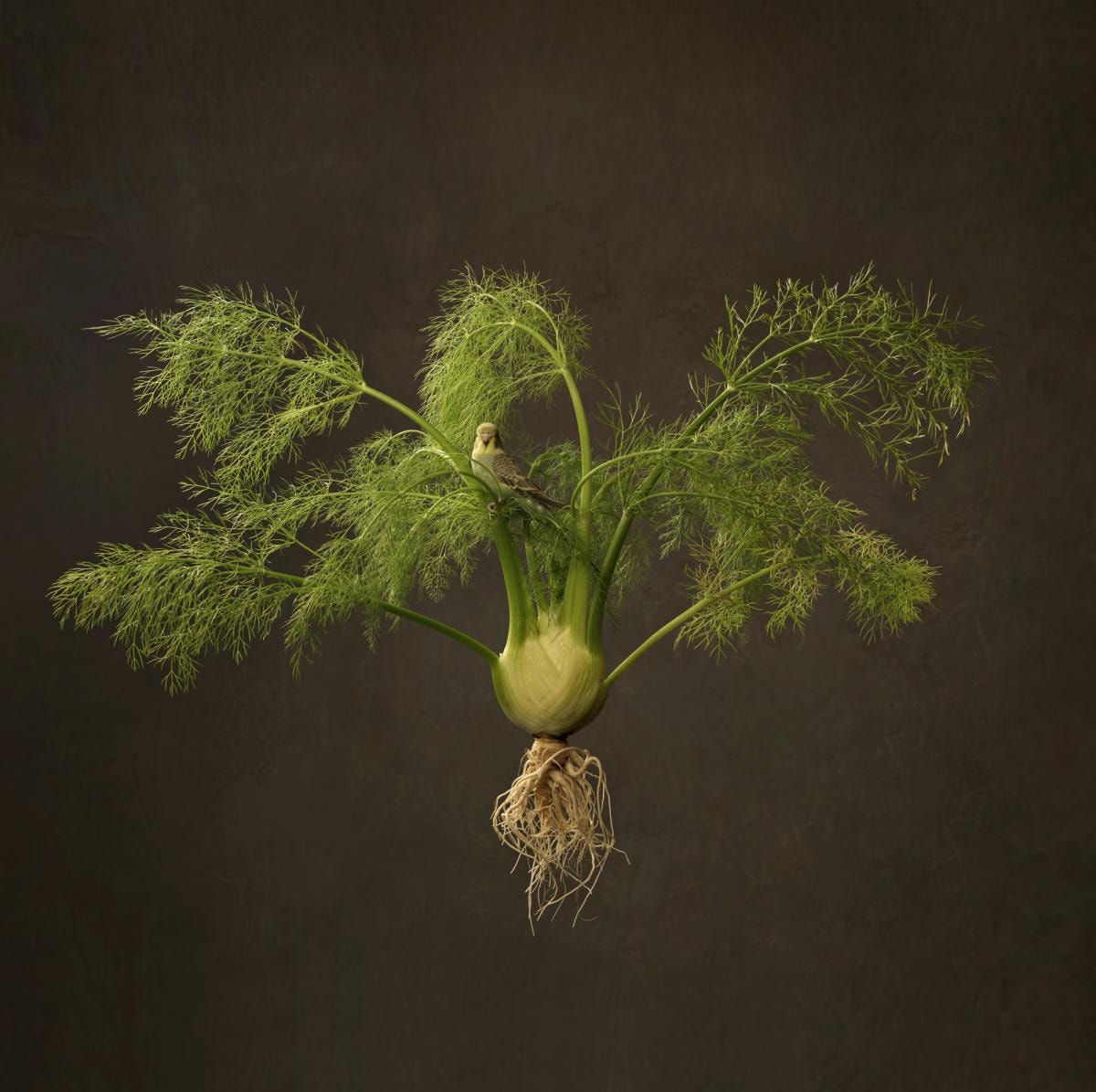 Marie Cecile Thijs, Fennel & Bird