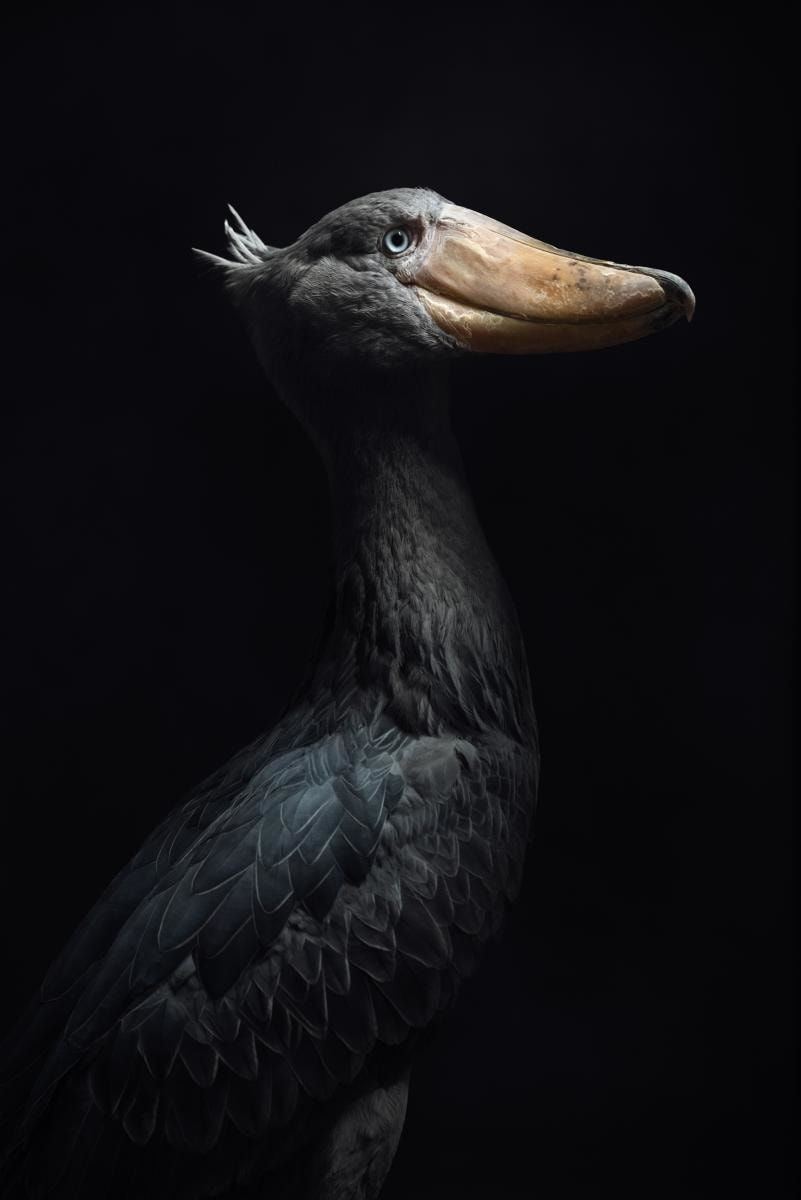Vincent Lagrange, Shoebill