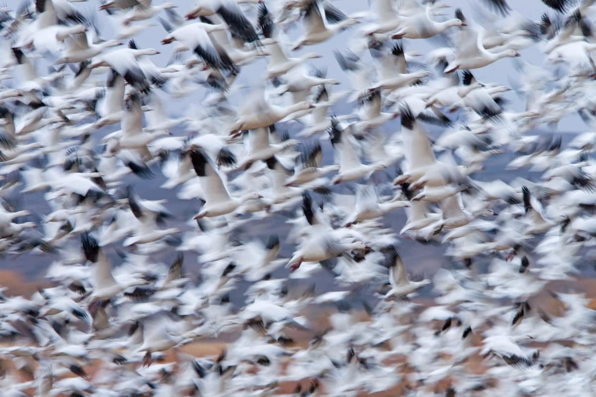 Ingo Arndt, Snow Goose