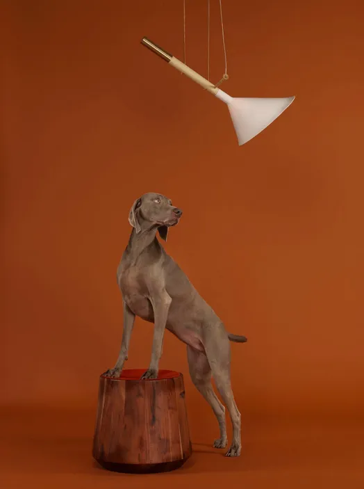William Wegman, Hi Light, 2015