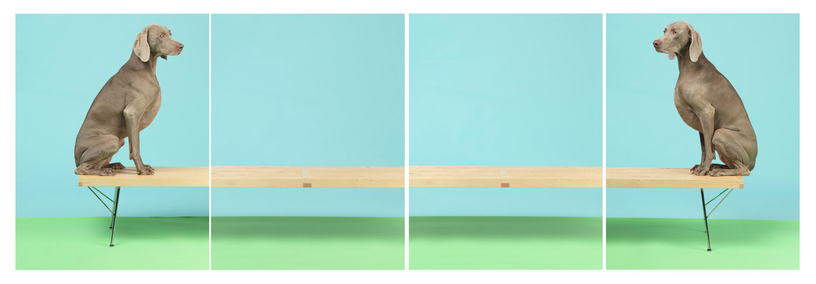 William Wegman, On and On, 2015