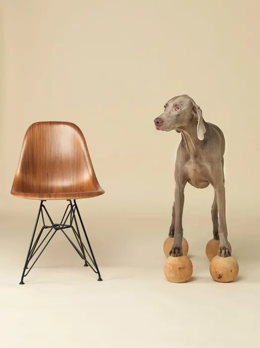 William Wegman, Basic Wood, 2015