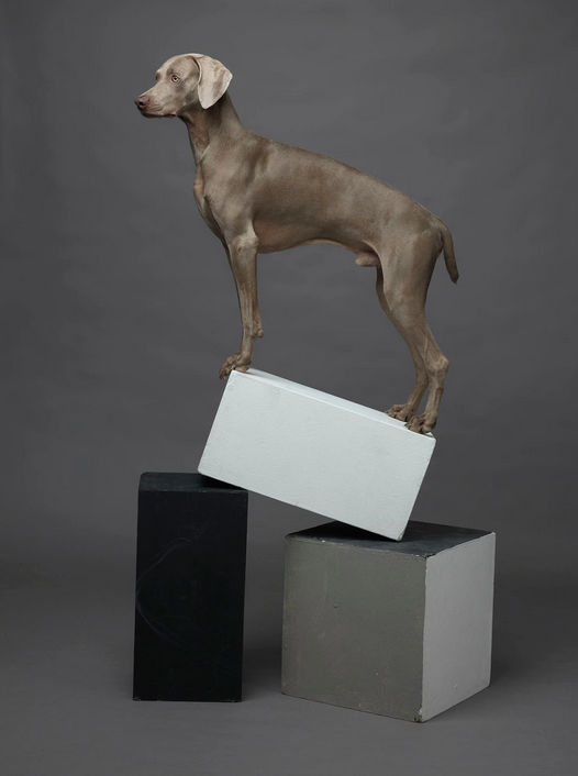 William Wegman, Cubist, 2015