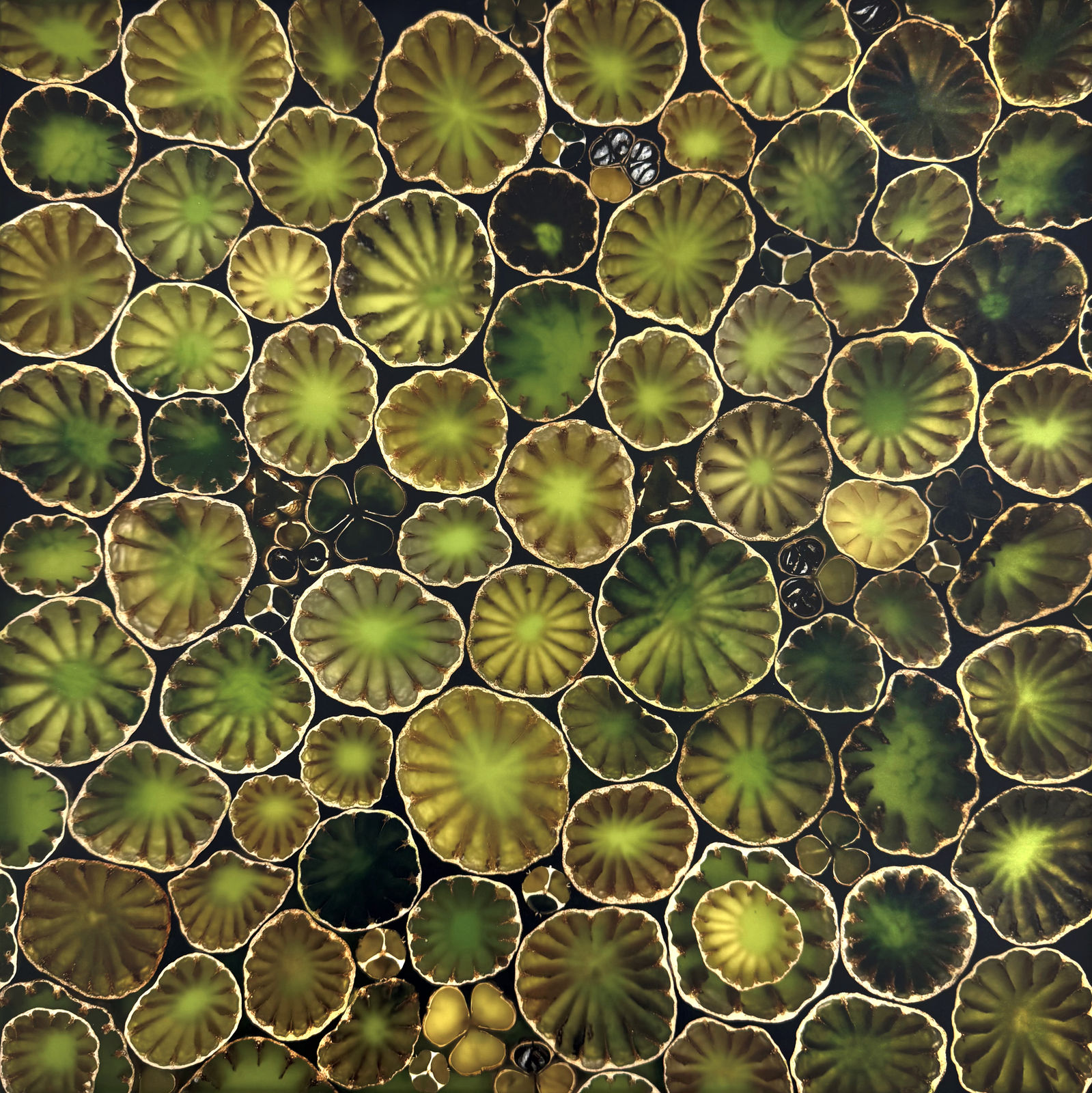 Mayme Kratz, Summer Bloom Study 9, 2025