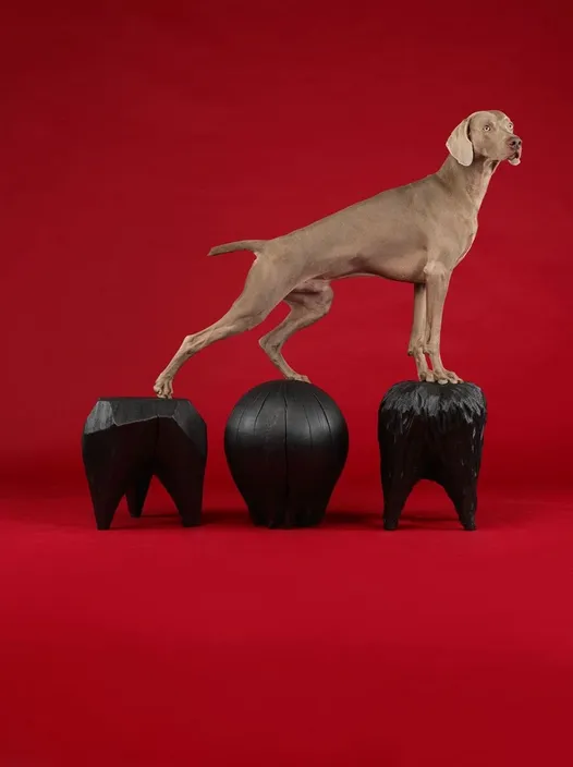 William Wegman, Topper Up, 2015