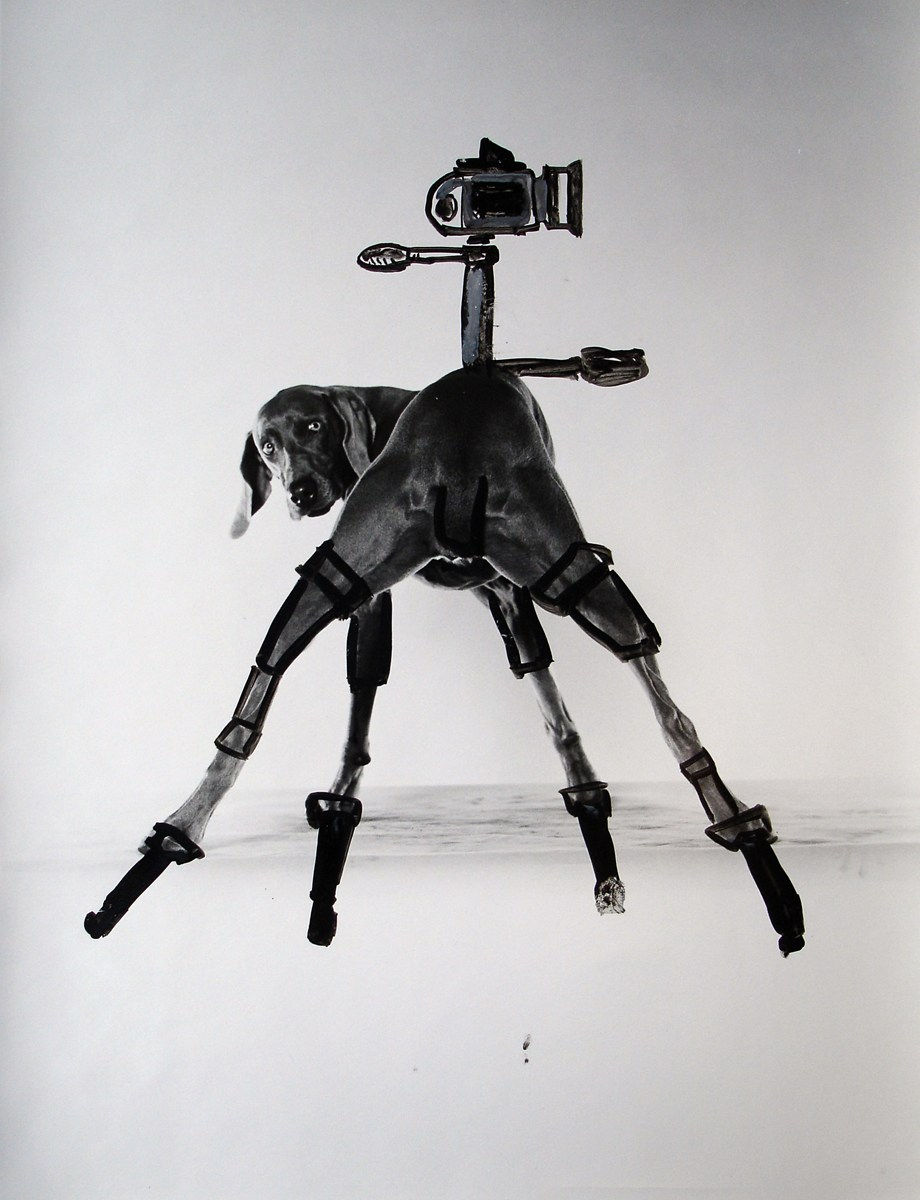 William Wegman, Quadrapod, 1996