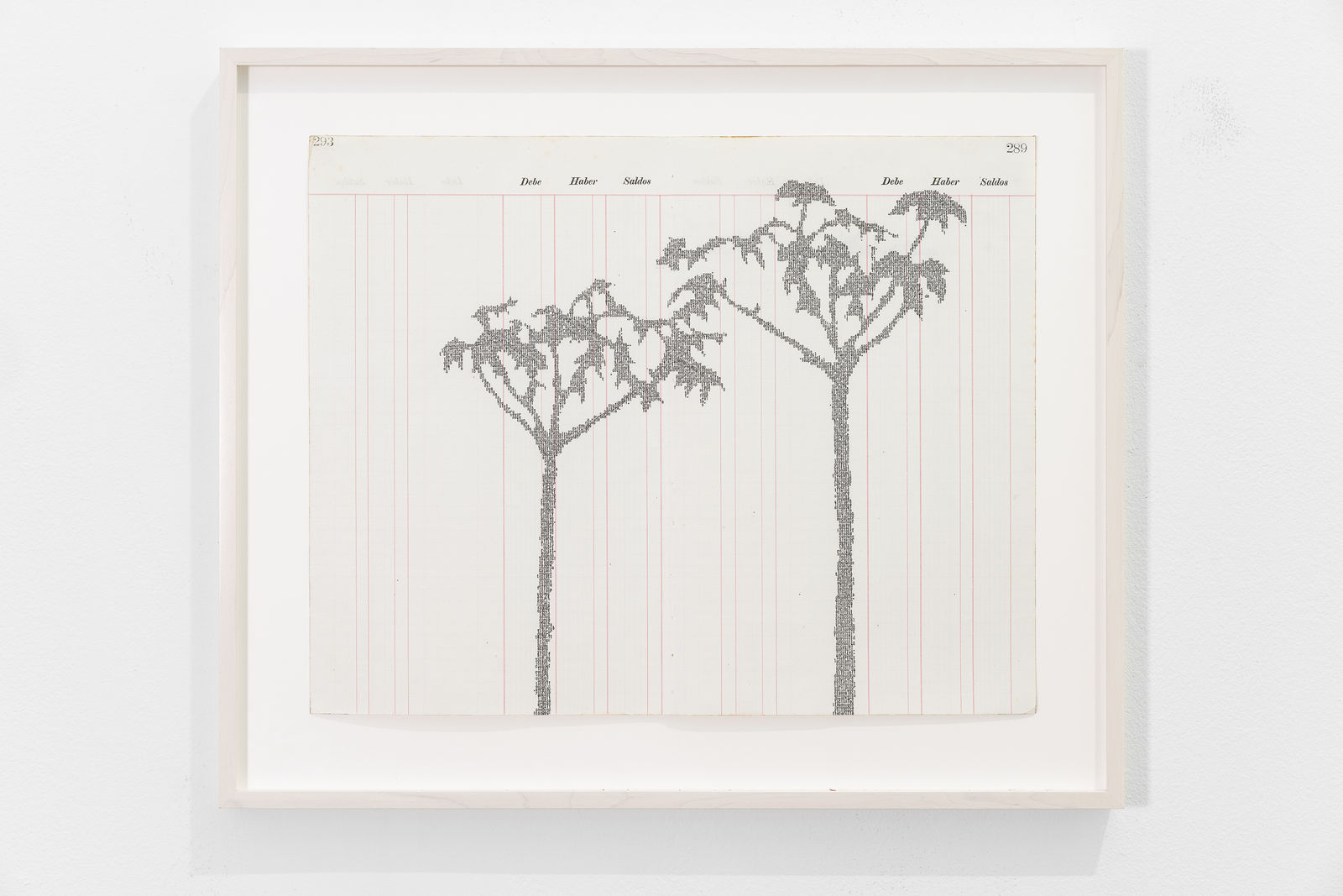 Johanna Calle, Cecropias Telenítidas