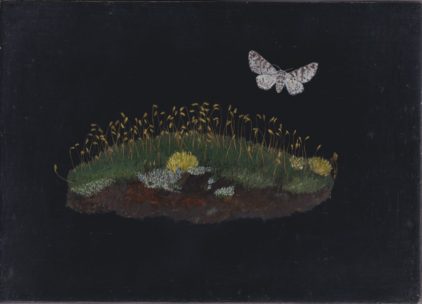Melanie Miller, Understory Pepper Moth, 2023