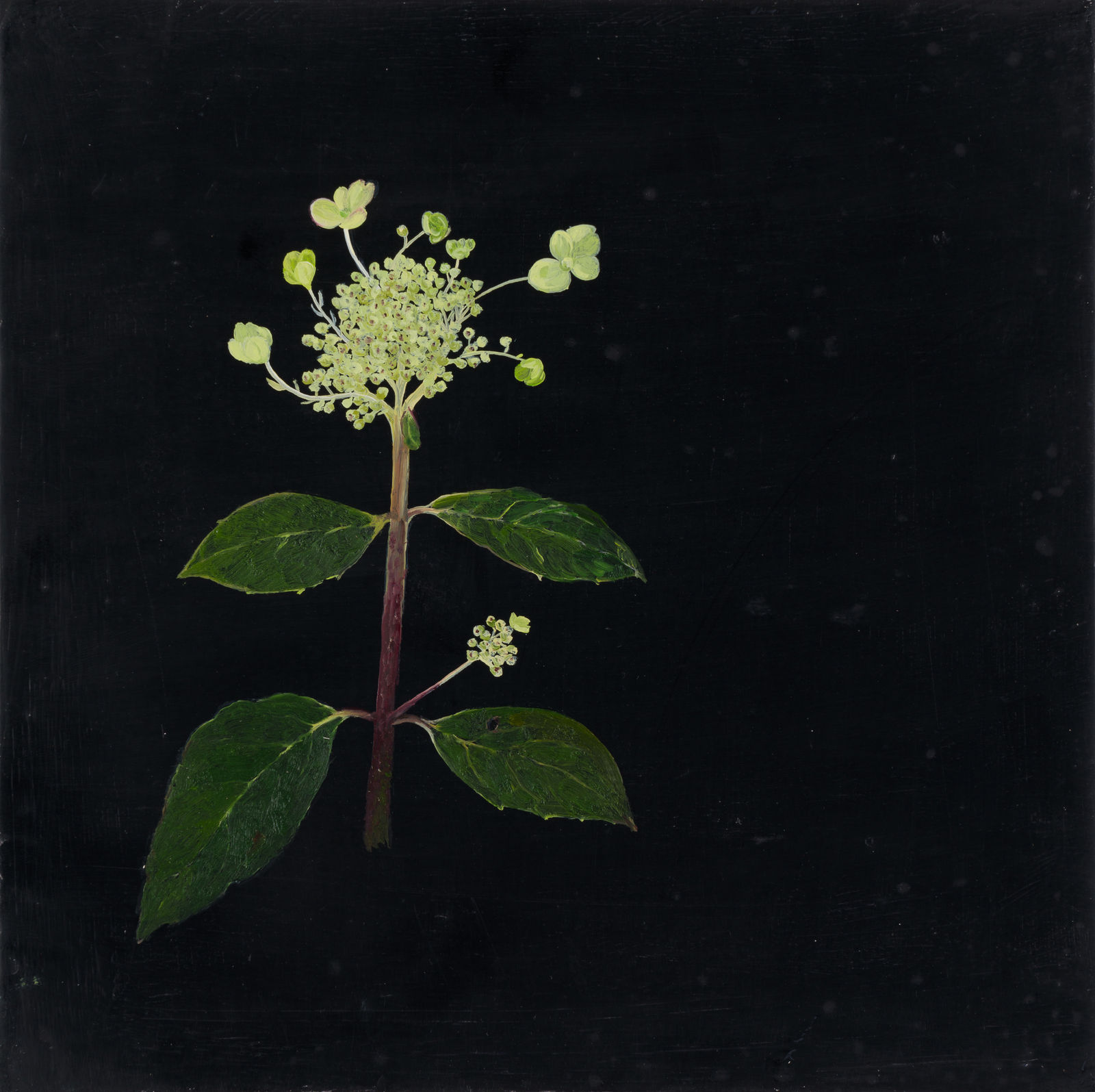 Melanie Miller, Hydrangea, 2023