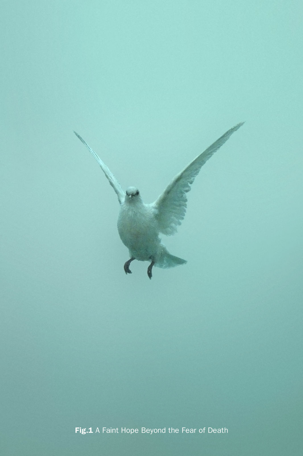 Damien Hirst, Fig.1 A Faint Hope Beyond the Fear of Death , 2005