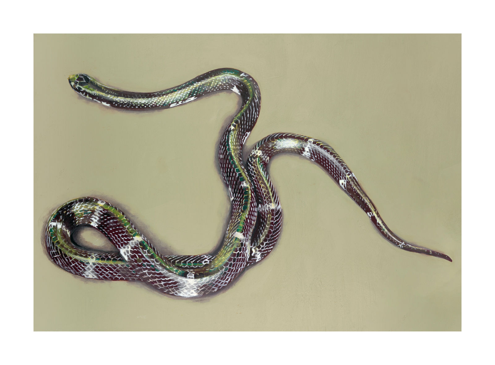 Lara Carew-Jones, Snake, 2022